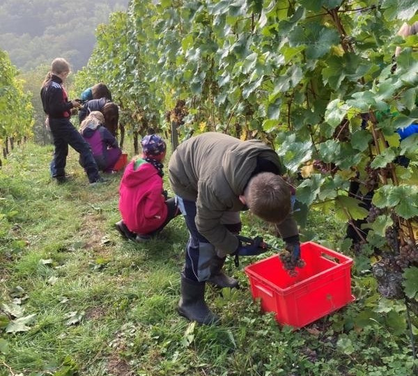 Fleißige Schülerinnen und Schüler im Weinberg (Foto W. Schlosser)