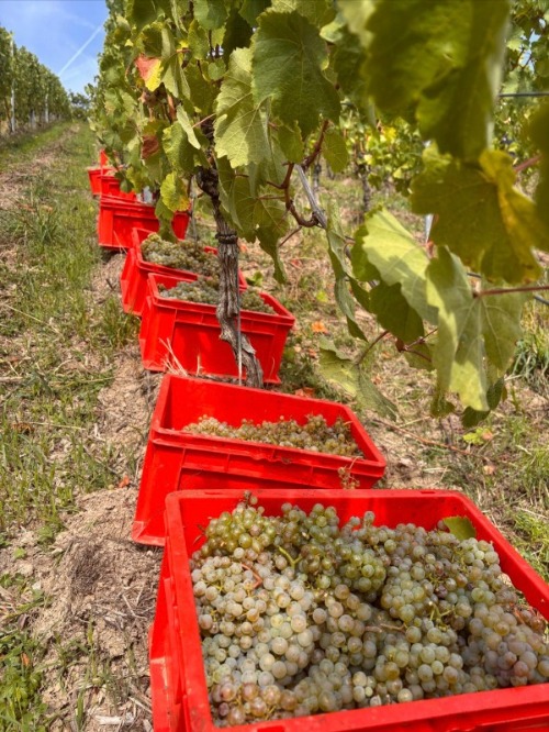 Weinlese 2026 1