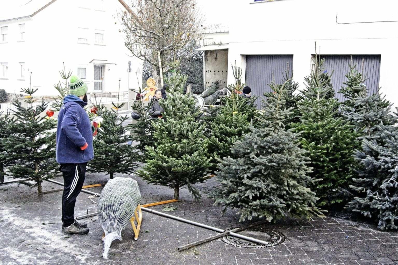 Weihnachtsbaumverkauf