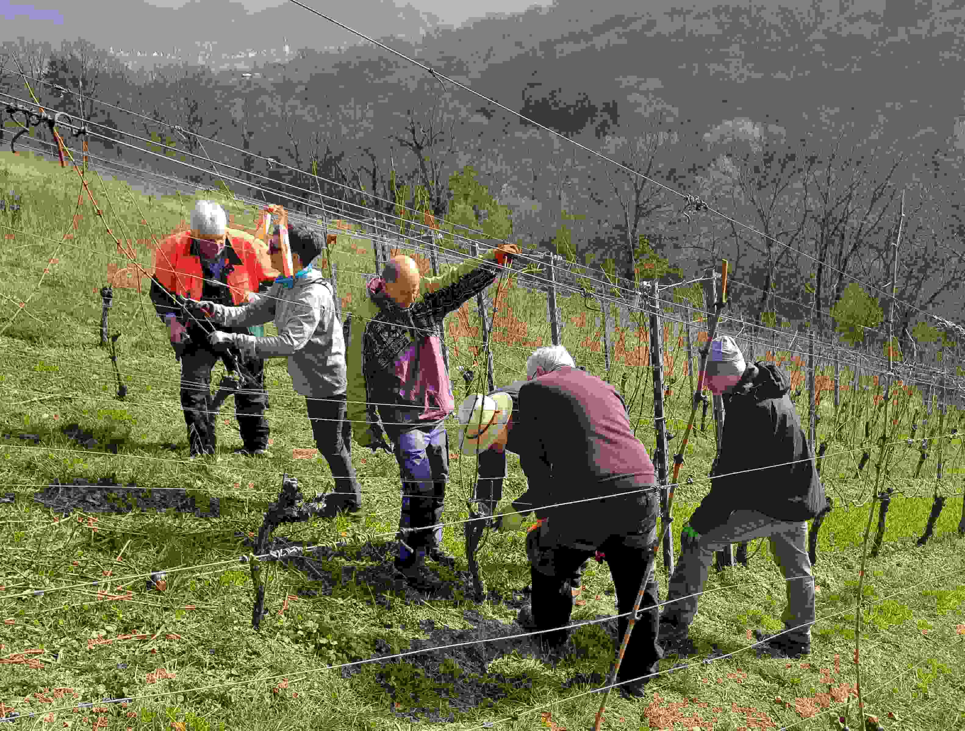 Projekt Winzer fur ein Jahr I 002