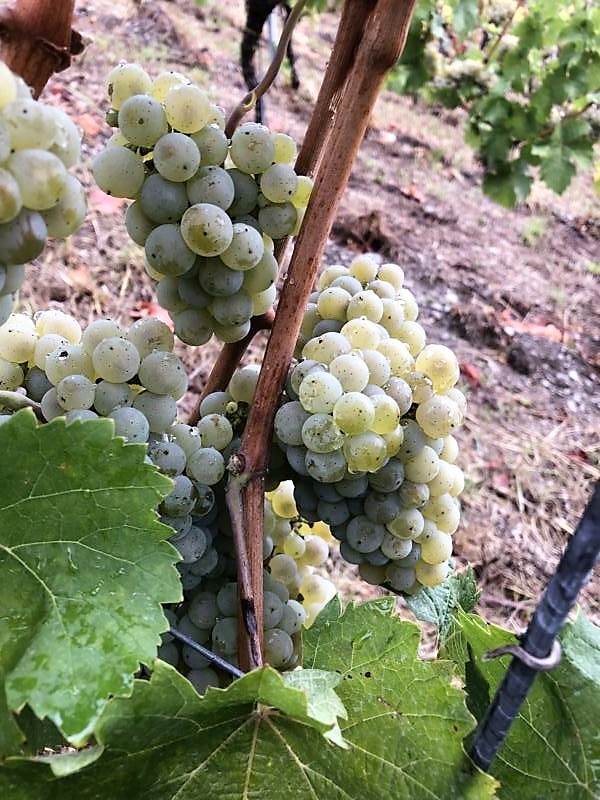 Weinlese 2026
